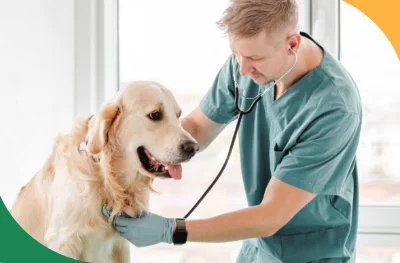 Weterynarz badający psa w ramach kwalifikacji do rezonansu MRI