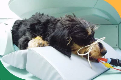 Zaintubowany pies pod narkozą w trakcie badania RM