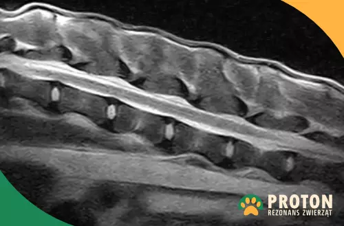 Rezonans kręgosłupa psa - rdzeń kręgowy