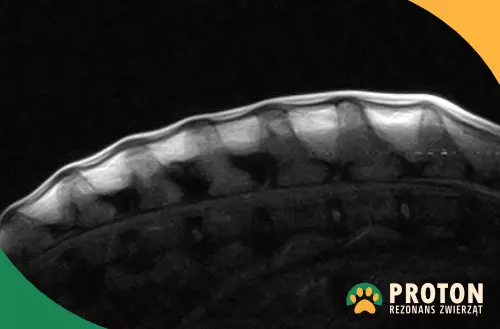 Wyrostki kolczyste kręgosłupa psa - obraz rezonansu