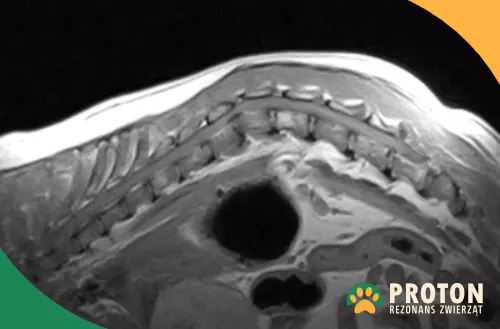 Złamanie kręgosłupa u psa - rezonans