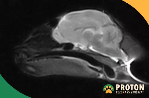 Obraz RM mózgu kota